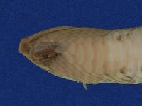 赤背松柏根藏品圖，第4張